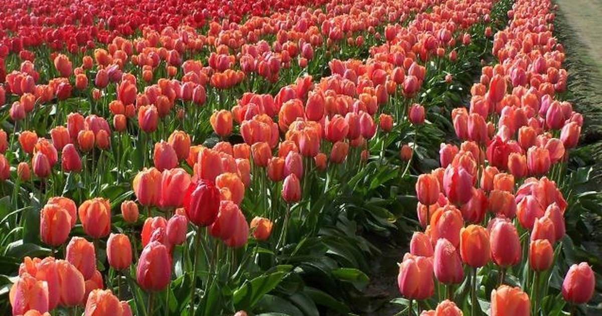 Mỹ: 7 cánh đồng hoa tulip không nên bỏ qua trong mùa xuân này | Báo Dân trí
