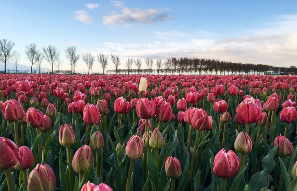 Lạc bước vào chốn thần thiên với những cánh đồng hoa tulip ngút tầm mắt ở Hà Lan