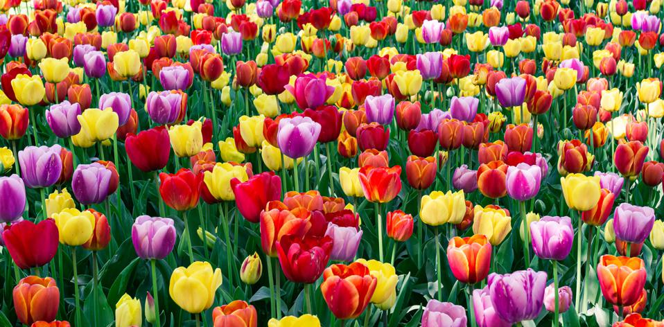 Ngành công nghiệp hàng triệu đô đằng sau loài hoa tulip phổ biến nhất thế giới - Forbes Việt Nam