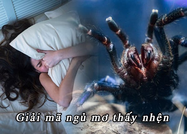 Điềm báo khi nằm mơ thấy nhện bạn không nên bỏ qua | KUBET